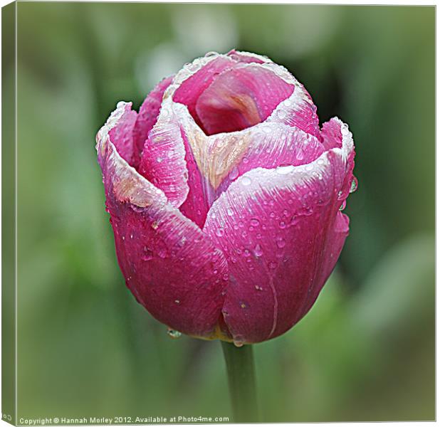 Pink Tulip with Raindrops Canvas Print by Hannah Morley