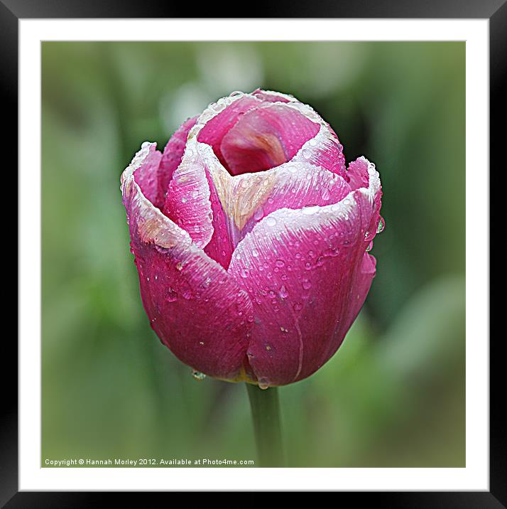 Pink Tulip with Raindrops Framed Mounted Print by Hannah Morley