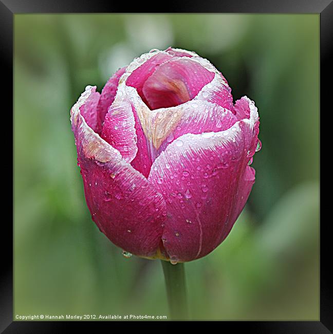 Pink Tulip with Raindrops Framed Print by Hannah Morley