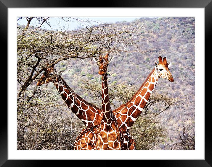 Three Headed Giraffe Framed Mounted Print by Tony Murtagh