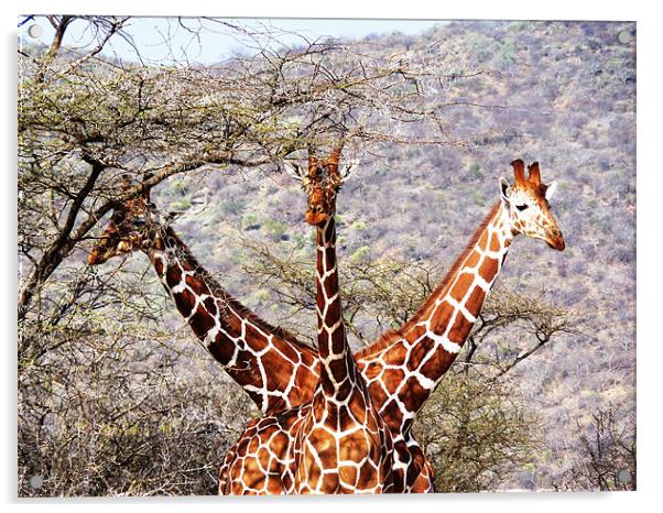 Three Headed Giraffe Acrylic by Tony Murtagh