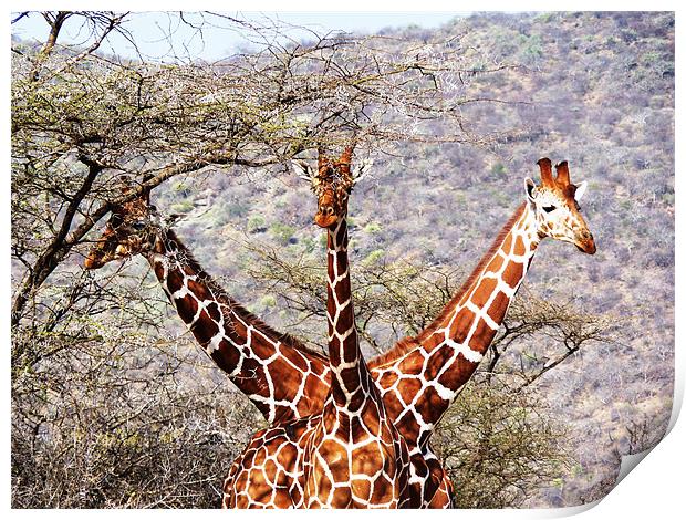 Three Headed Giraffe Print by Tony Murtagh