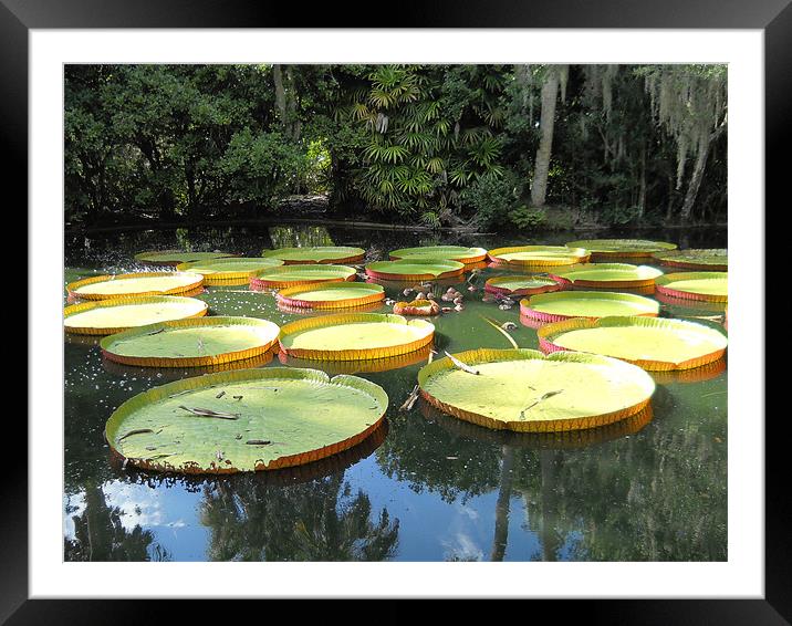 The other part of Florida Framed Mounted Print by Albert Gallant