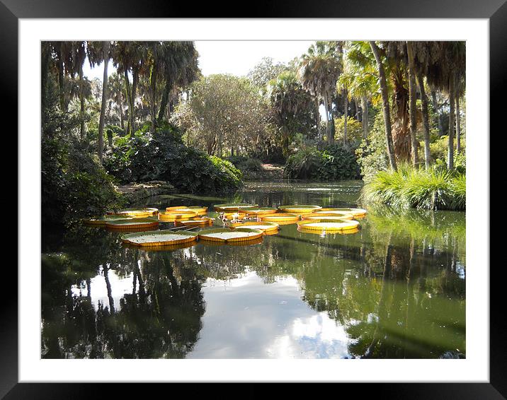 Beauty of Florida. Framed Mounted Print by Albert Gallant