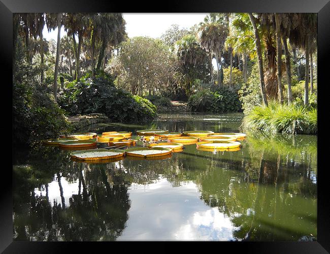 Beauty of Florida. Framed Print by Albert Gallant