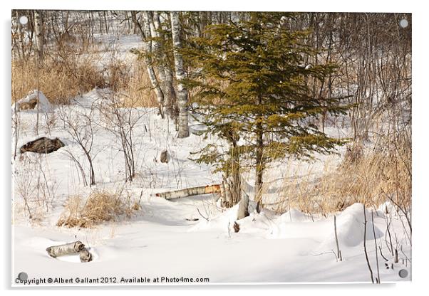 Winter Scenes Acrylic by Albert Gallant