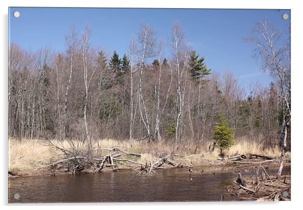 Forest Acrylic by Albert Gallant