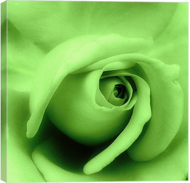 Green rose petals. Canvas Print by Rosanna Zavanaiu