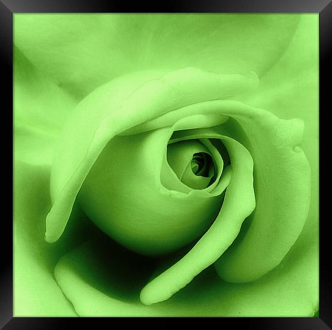 Green rose petals. Framed Print by Rosanna Zavanaiu