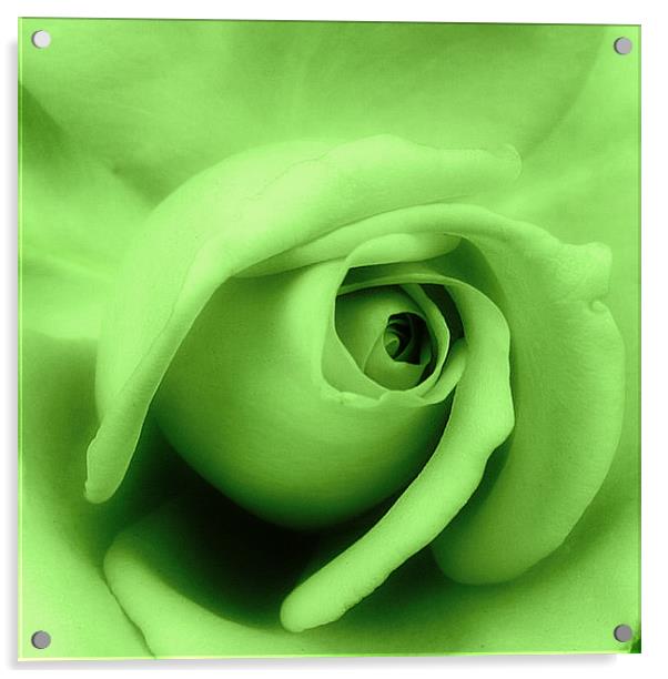 Green rose petals. Acrylic by Rosanna Zavanaiu