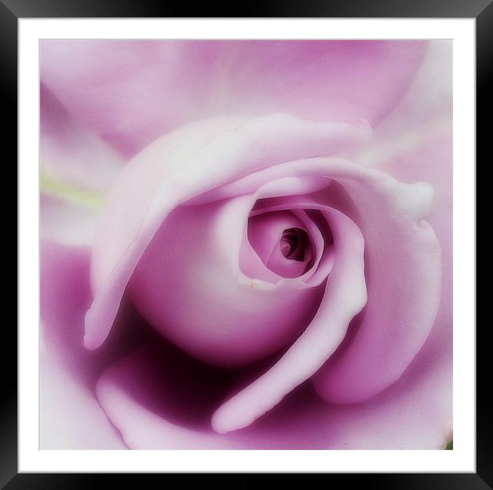 Purple rose. Framed Mounted Print by Rosanna Zavanaiu