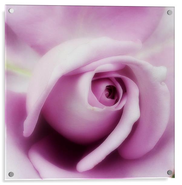 Purple rose. Acrylic by Rosanna Zavanaiu