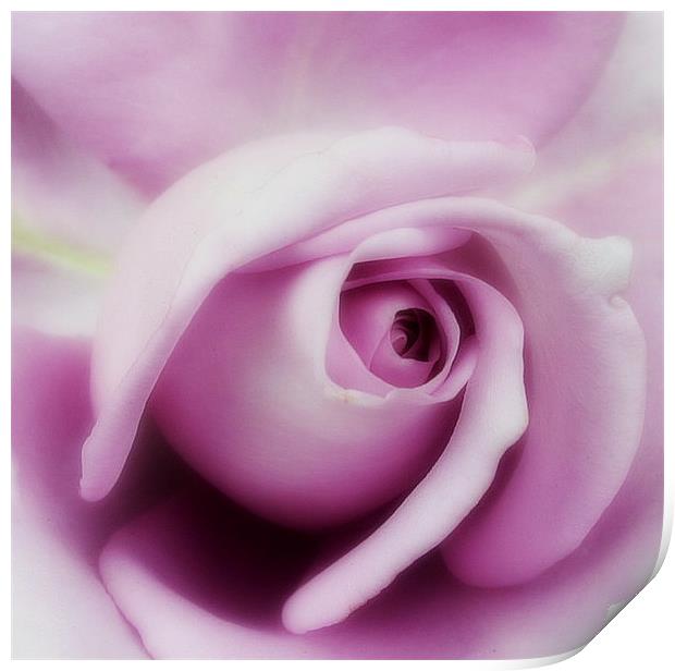 Purple rose. Print by Rosanna Zavanaiu