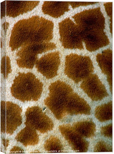 Giraffe Canvas Print by Doug McRae