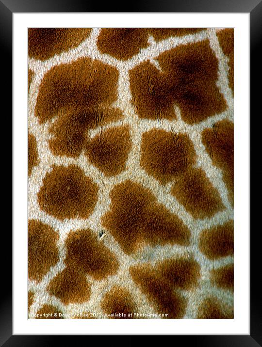 Giraffe Framed Mounted Print by Doug McRae