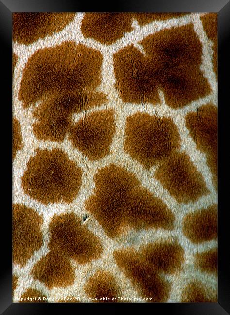 Giraffe Framed Print by Doug McRae