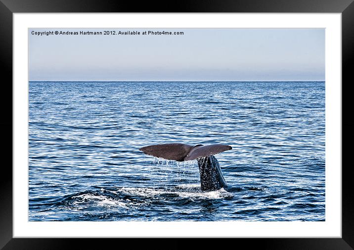 Whale dive Framed Mounted Print by Andreas Hartmann