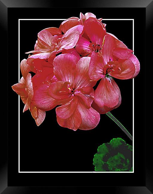 Pink Geranium Framed Print by Derek Vines