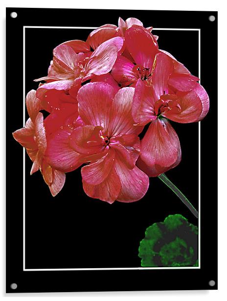 Pink Geranium Acrylic by Derek Vines