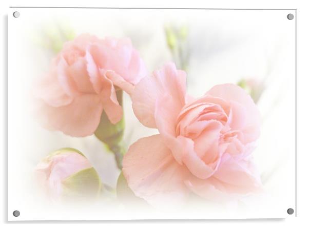 Soft Carnations Acrylic by Sharon Lisa Clarke