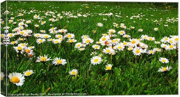 Daisies in a field Canvas Print by Ian Purdy