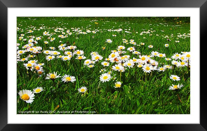 Daisies in a field Framed Mounted Print by Ian Purdy