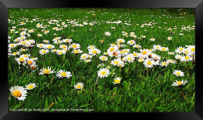 Daisies in a field Framed Print by Ian Purdy