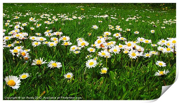 Daisies in a field Print by Ian Purdy