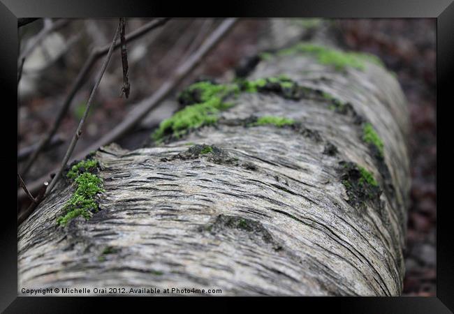 Bark and Moss Framed Print by Michelle Orai