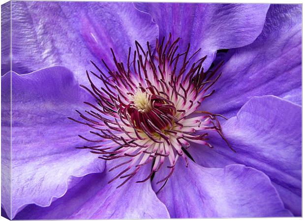 Clematis Canvas Print by Mary Lane