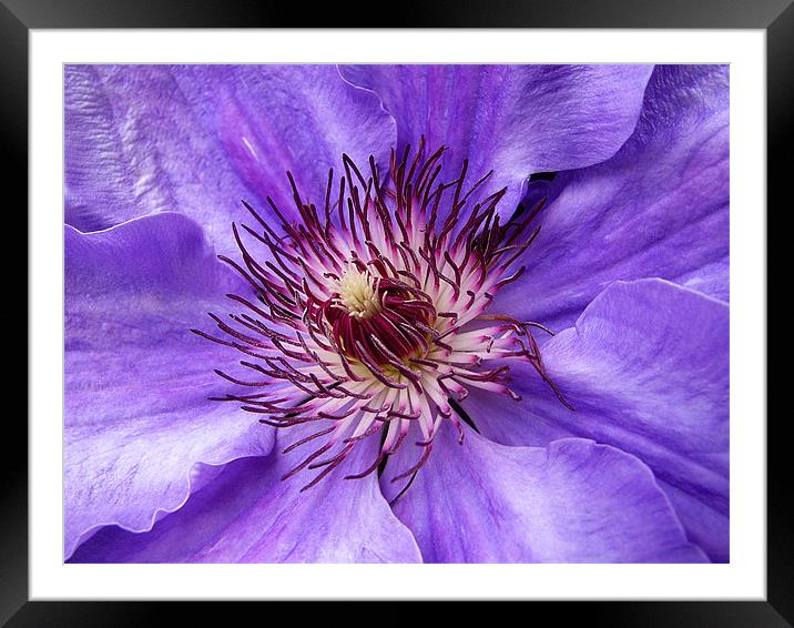 Clematis Framed Mounted Print by Mary Lane