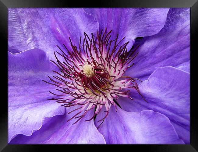 Clematis Framed Print by Mary Lane