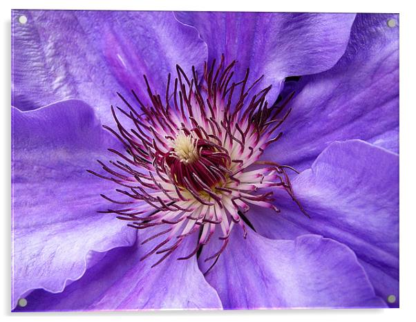 Clematis Acrylic by Mary Lane