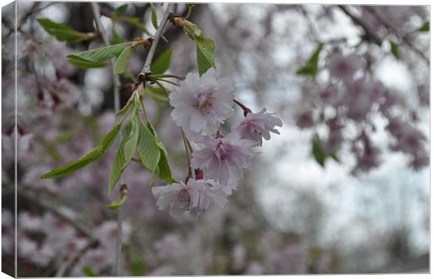 Blossoming Canvas Print by Christina Coppola