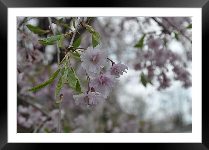 Blossoming Framed Mounted Print by Christina Coppola