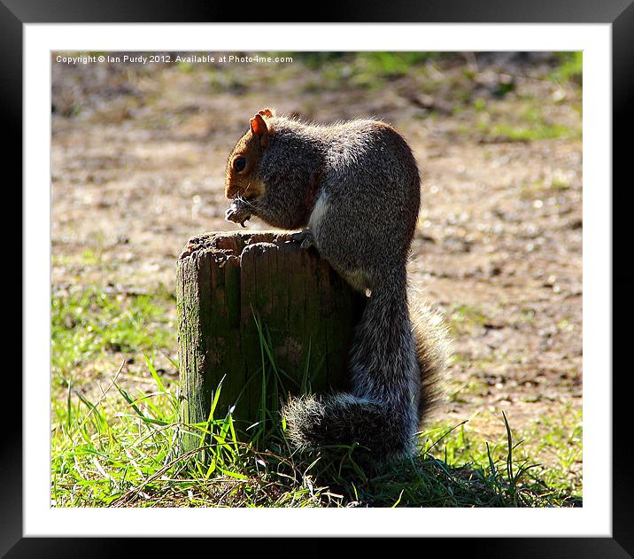 Hungry Squirrel Framed Mounted Print by Ian Purdy