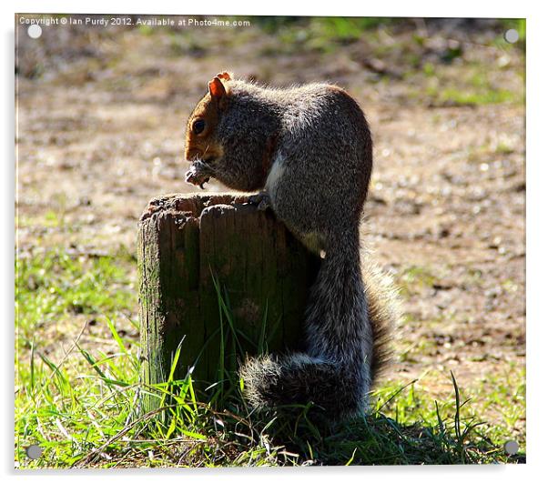 Hungry Squirrel Acrylic by Ian Purdy