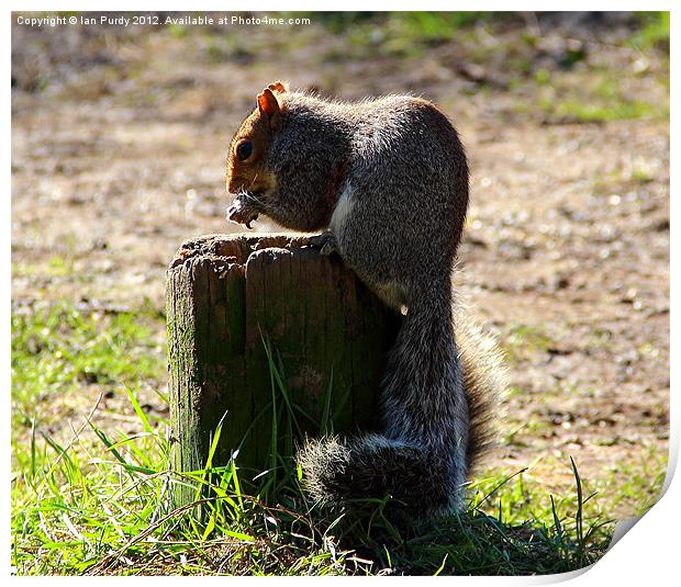 Hungry Squirrel Print by Ian Purdy