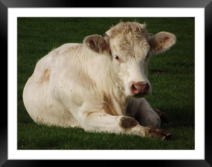Beautiful cow Framed Mounted Print by Alison Jackson