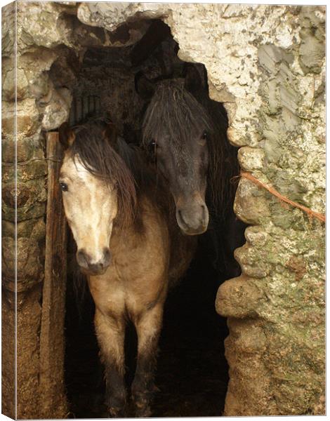 Connemara ponies peeking Canvas Print by Alison Jackson