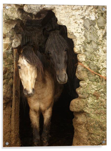 Connemara ponies peeking Acrylic by Alison Jackson
