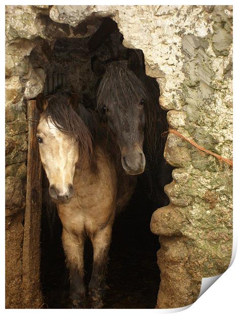 Connemara ponies peeking Print by Alison Jackson