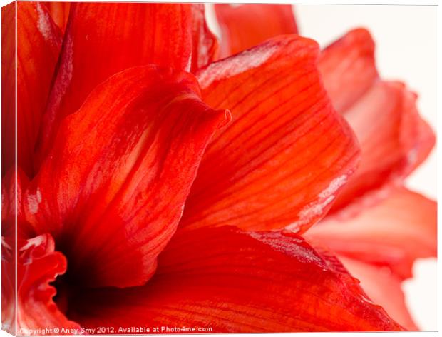 AMARYLLIS FADE Canvas Print by Andy Smy