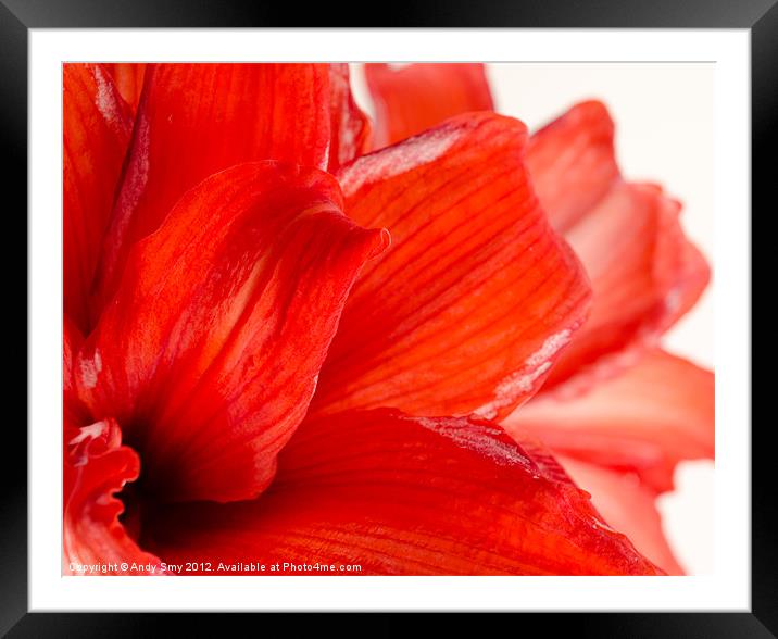 AMARYLLIS FADE Framed Mounted Print by Andy Smy