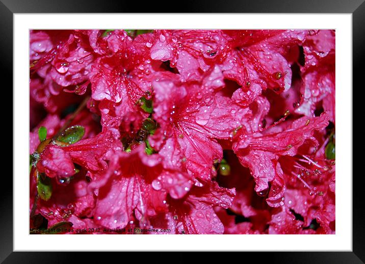 flowers in the rain at exbury gardens Framed Mounted Print by linda cook