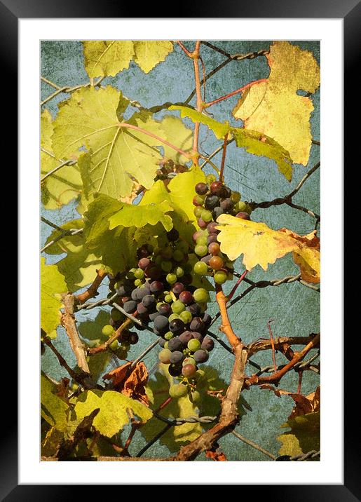BUNCH OF GRAPES Framed Mounted Print by Gabriele Rossetti