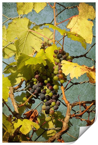 BUNCH OF GRAPES Print by Gabriele Rossetti