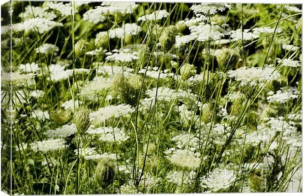 Wild Carrot Canvas Print by Mary Lane