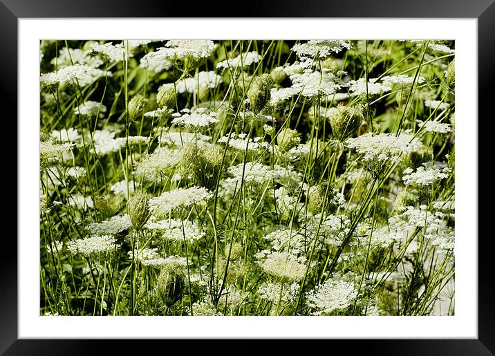 Wild Carrot Framed Mounted Print by Mary Lane