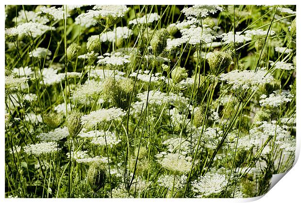 Wild Carrot Print by Mary Lane